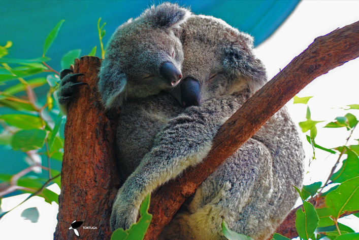 Thumbnail Placeholder